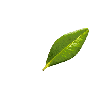 Freigestelltes Blatt