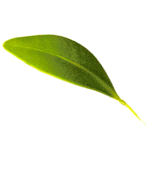 Freigestelltes Blatt