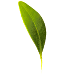 Freigestelltes Blatt