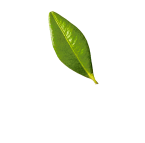 Freigestelltes Blatt