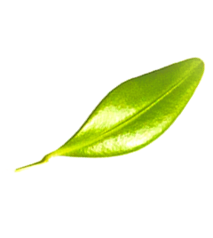 Freigestelltes Blatt