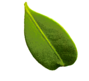 Freigestelltes Blatt